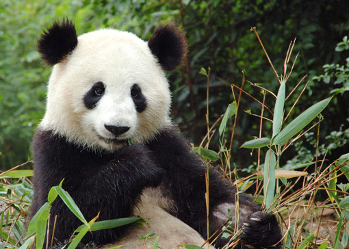 World's Most Expensive Tea Made Using Panda Poo!